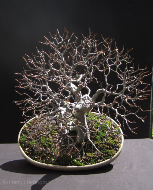 beech bonsai